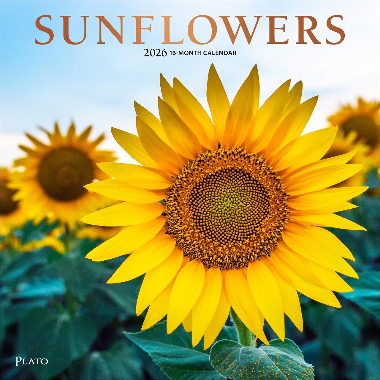 Sunflowers | 2026 12 x 24 Inch (Hanging) Monthly Square Wall Calendar | Foil Stamped Cover